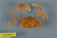 藏品(平背蜞)的圖片